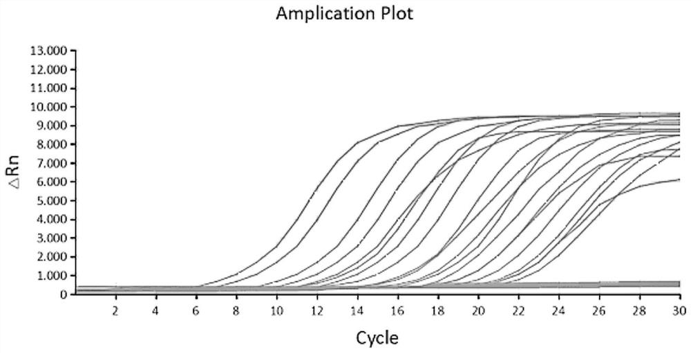 Primer pair, amplification reagent, amplification kit and detection method for detecting Enterocytozoon hepatopenaei of penaeus vannamei and application