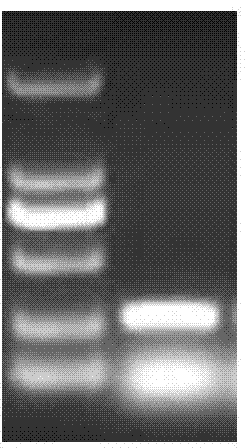 Immunity-protective Acinetobacter baumannii surface antigen SurAl