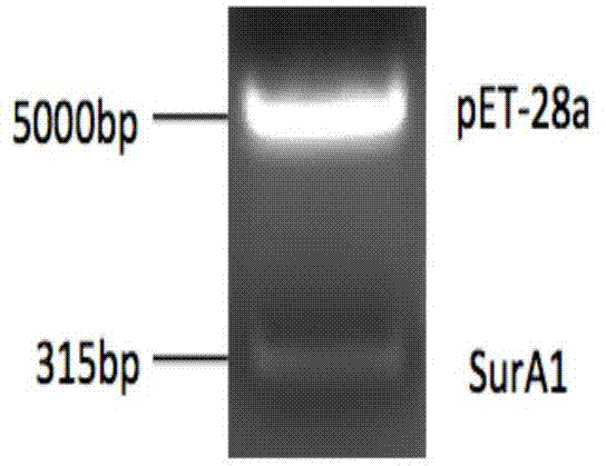 Immunity-protective Acinetobacter baumannii surface antigen SurAl