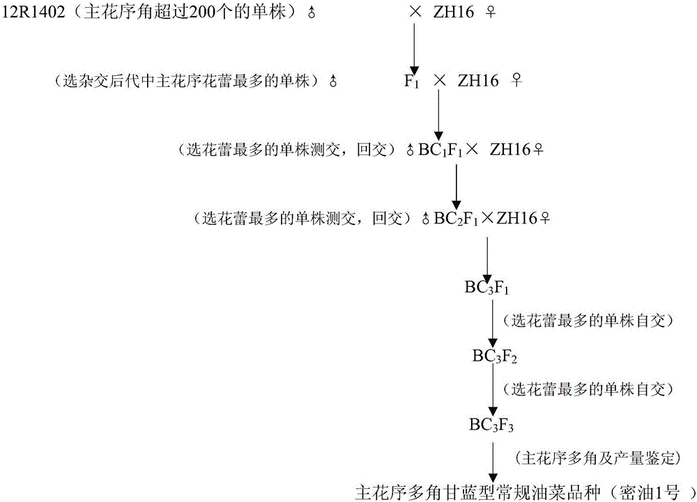 Breeding method of main-inflorescence multi-silique brassica napus type conventional rape variety