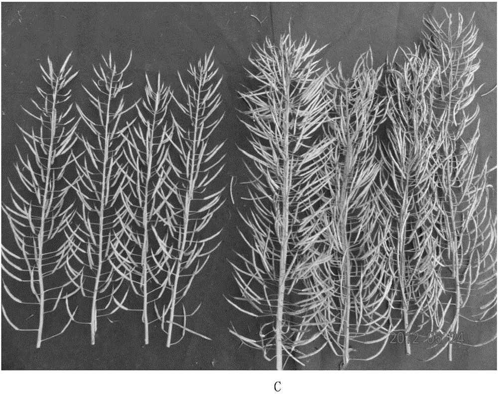 Breeding method of main-inflorescence multi-silique brassica napus type conventional rape variety