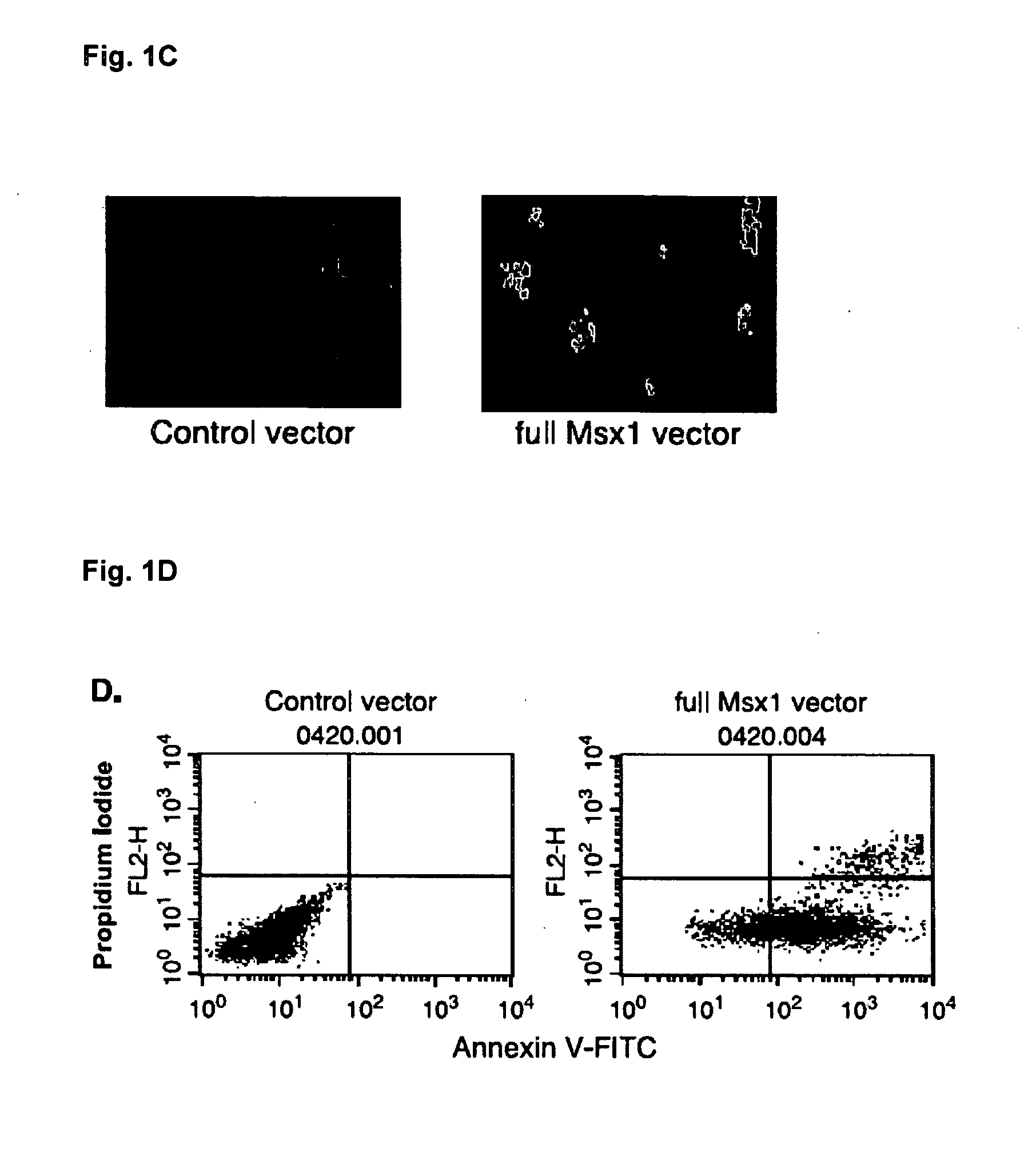 Novel agent for inducing apoptosis comprising Msx1 or a gene encoding the same as an active ingredient