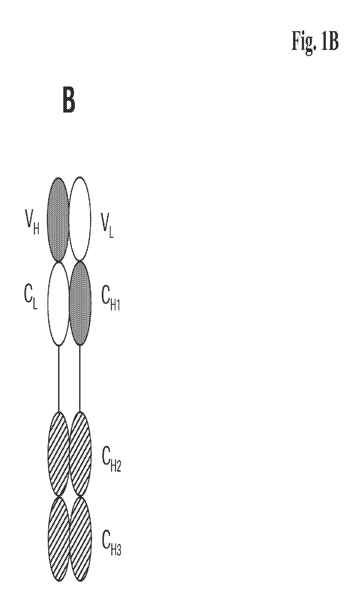 Antigen binding proteins