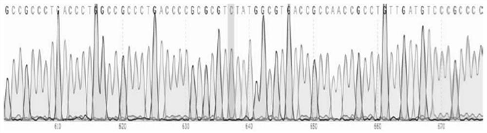 Porcine pseudorabies variant virus strain and application thereof