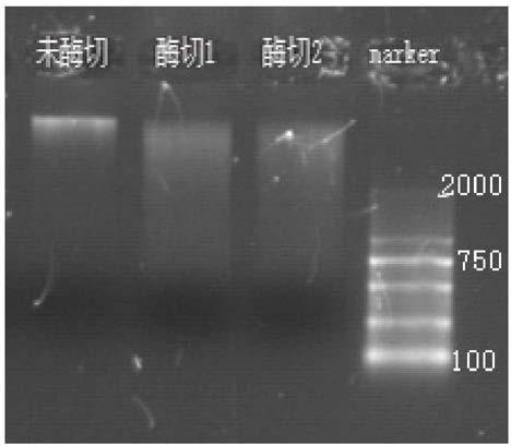 A kind of soil dna extraction kit and the method for extracting soil dna