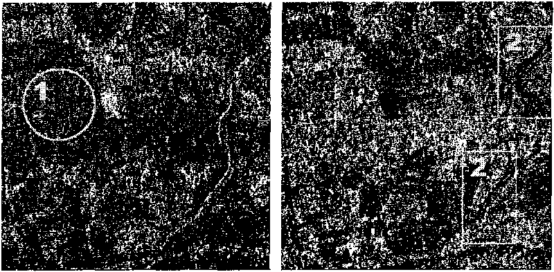 Information source variable single-pixel constraint ICA-based mixed pixel decomposition method