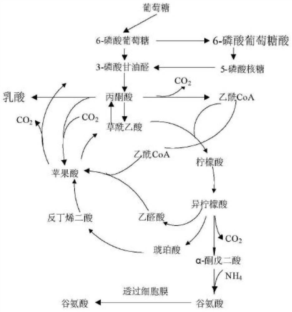 Glutamic acid fermentation method