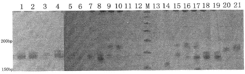 Polygonatum filipes microsatellite markers