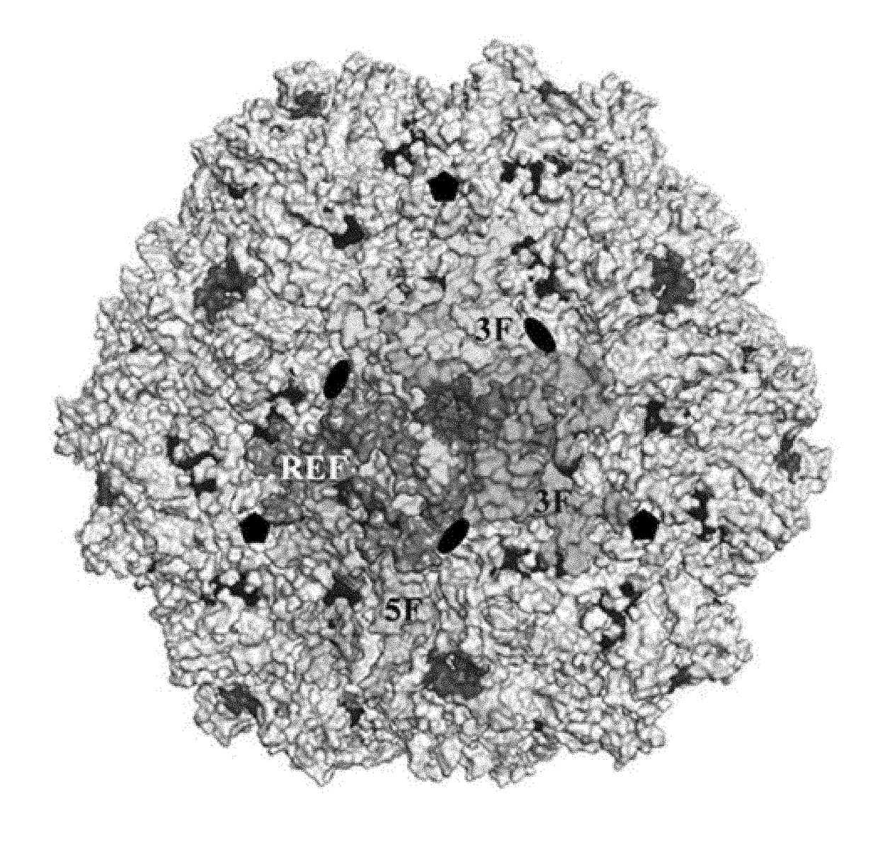 Adeno-associated vectors for enhanced transduction and reduced immunogenicity