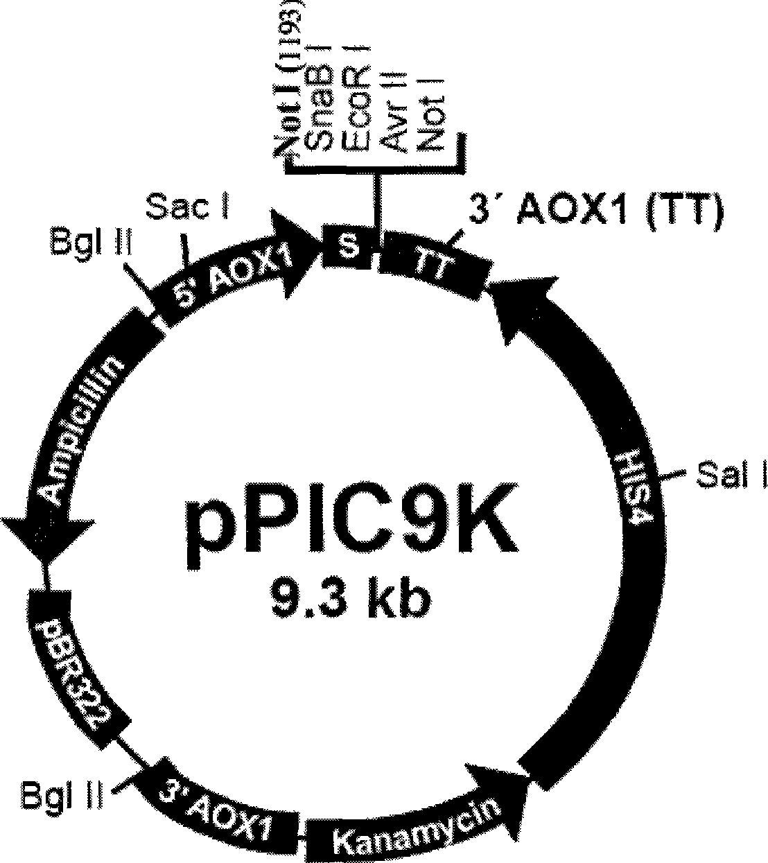 SG fusion protein