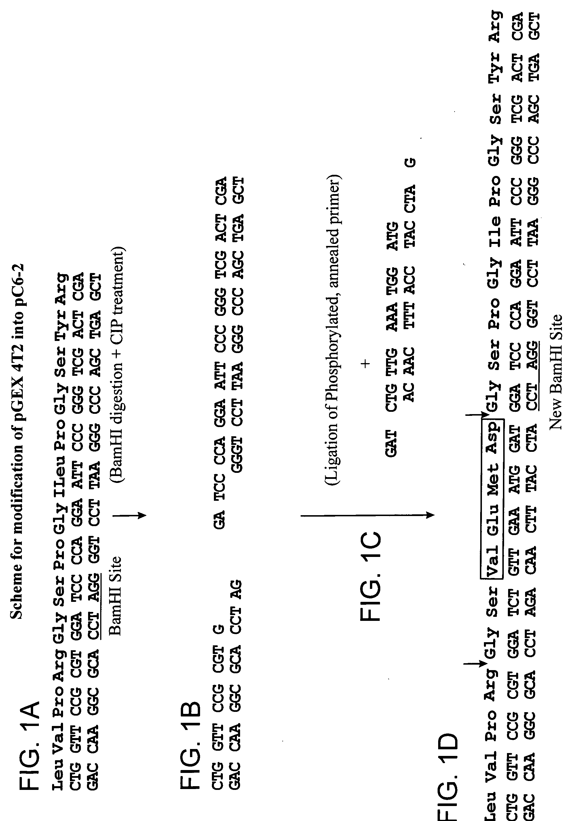 Novel protein expression system