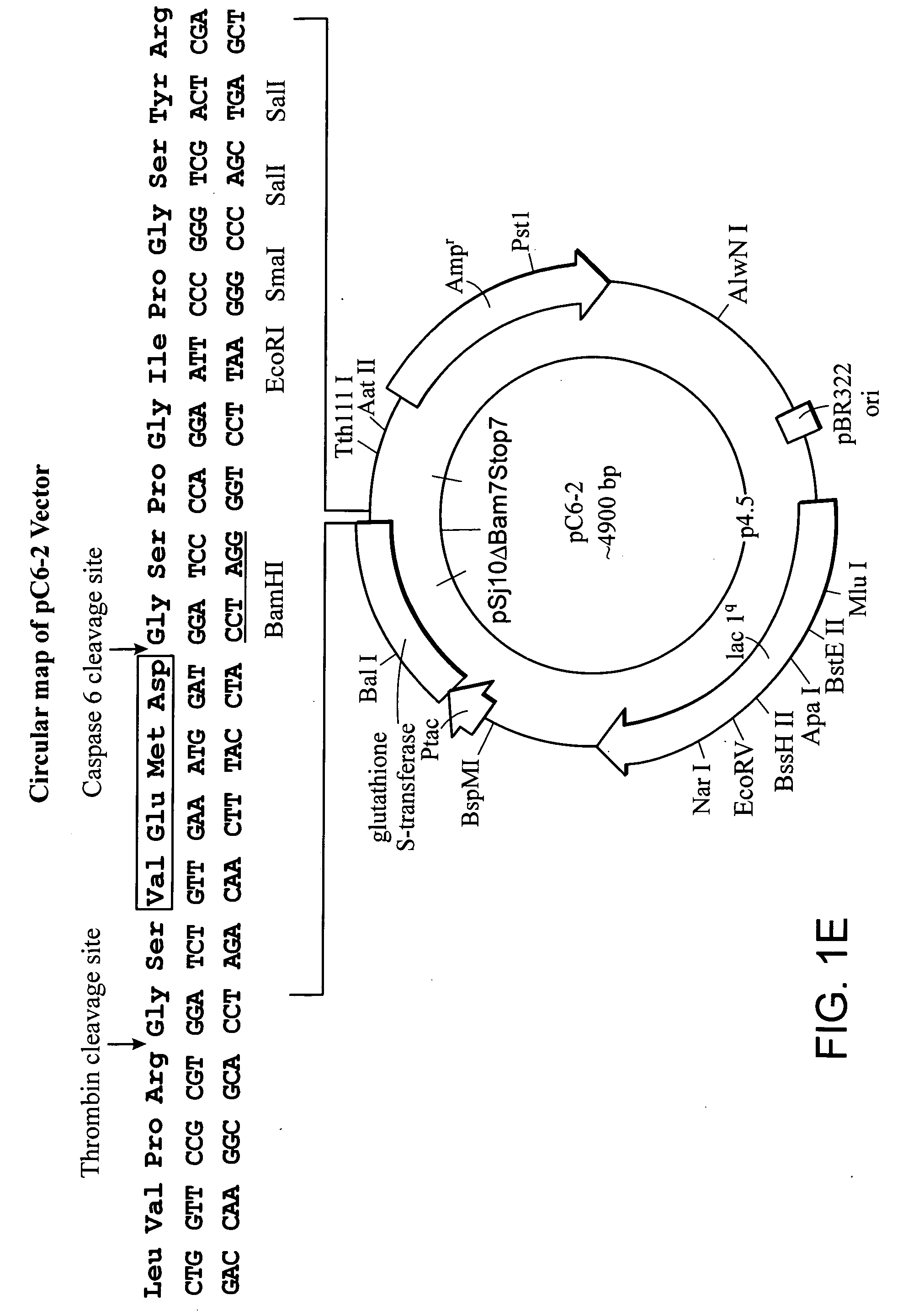 Novel protein expression system