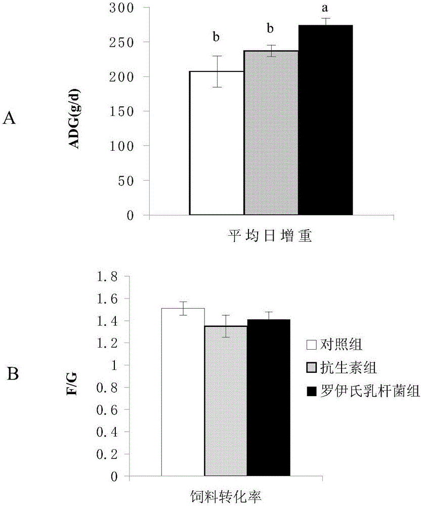 Application of lactobacillus reuteri in replacement of feed antibiotic