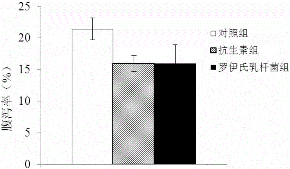 Application of lactobacillus reuteri in replacement of feed antibiotic