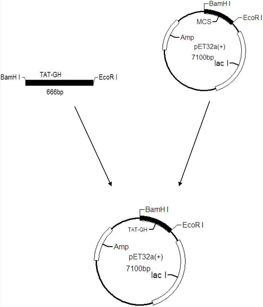 Oral recombinant protein TAT-GH for promoting ricefield eel growth, and preparation method and application thereof