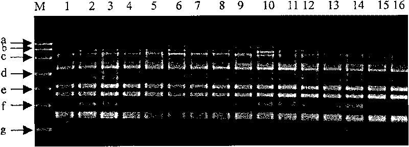 RAPD marker tightly linking gene resistance to rice sheath blight