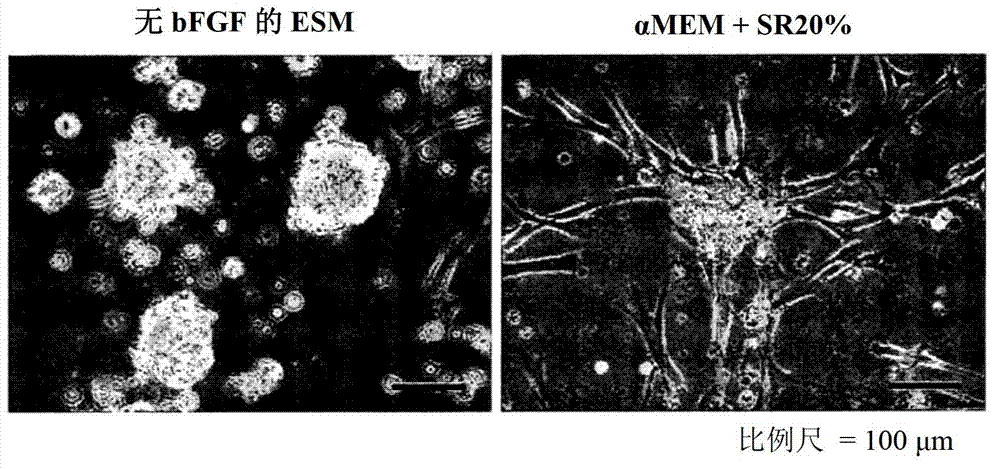 Method for increasing activity in human stem cell