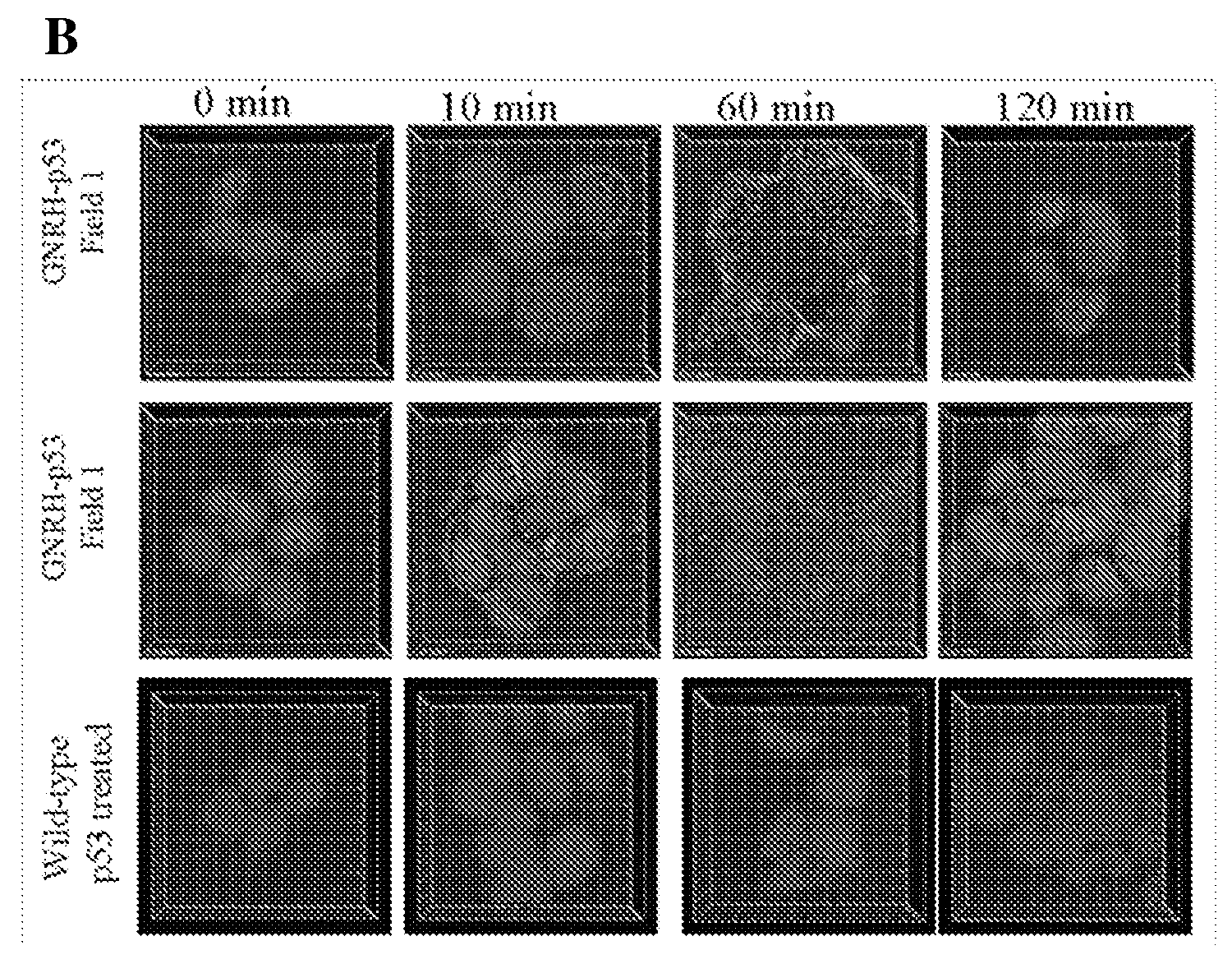 P53 fusion proteins and methods of making and using thereof