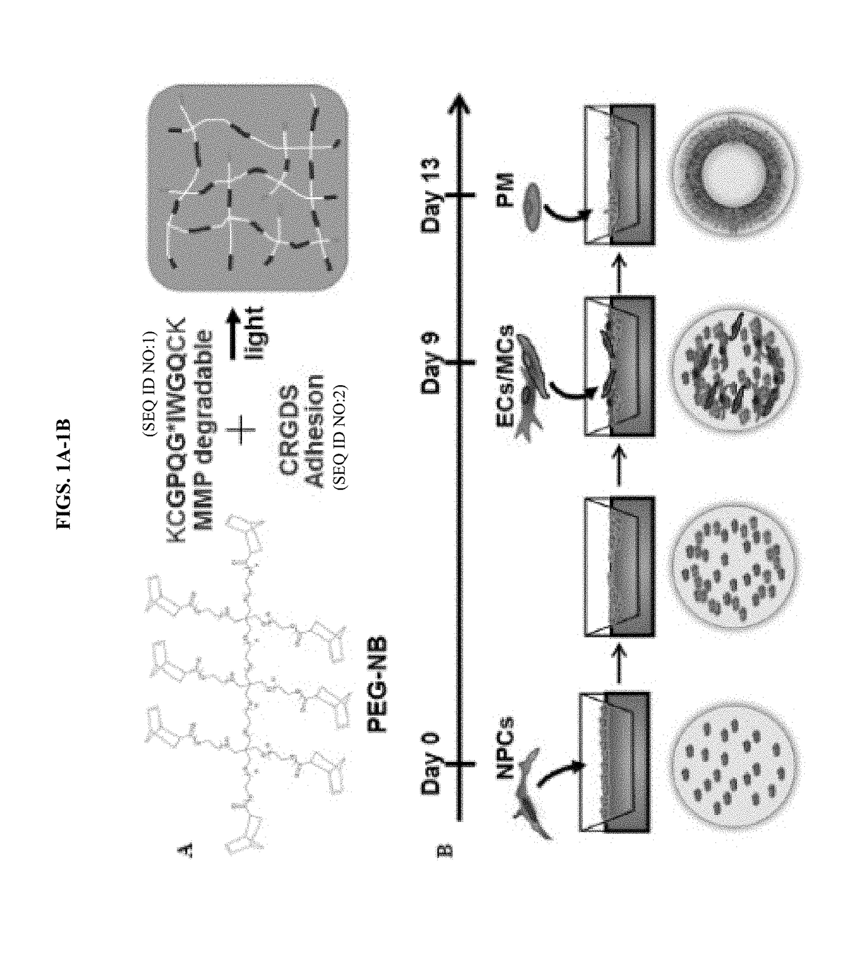 Derivation of human microglia from pluripotent stem cells