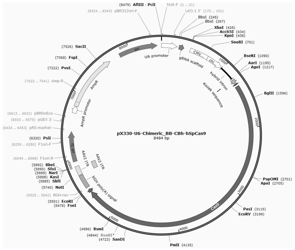 sgRNA targeting knockout of TNFα gene and porcine embryonic fibroblast cell line with knockout of TNFα gene and its application