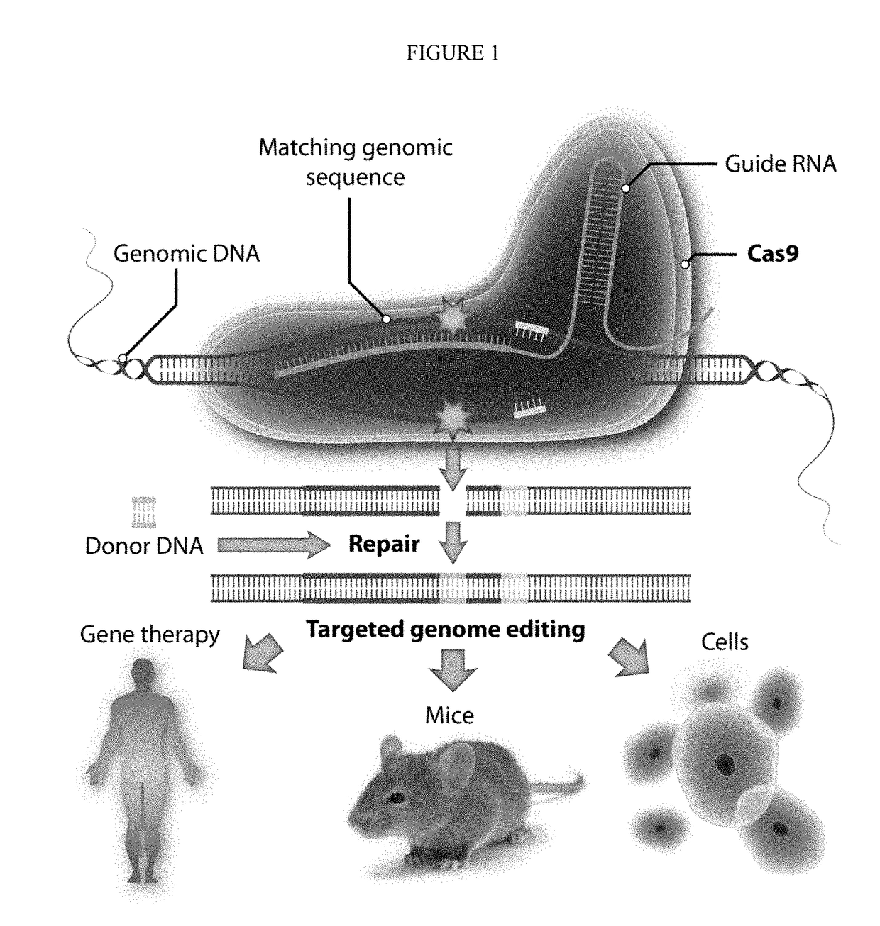 Magnetic control of gene delivery in vivo