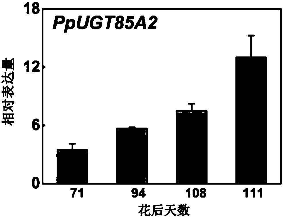 Gene participating in forming of peach fruit combined state linalool and application thereof