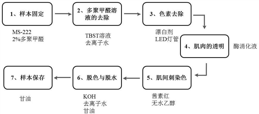 A dyeing method and application of intermuscular spines of golden-threaded barb in Dianchi Lake