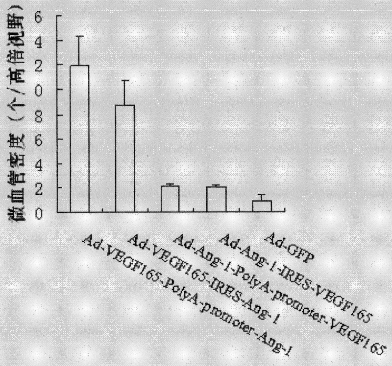 Recombinant vector, fibroin film modified by transgenic marrow stromal cells and application thereof