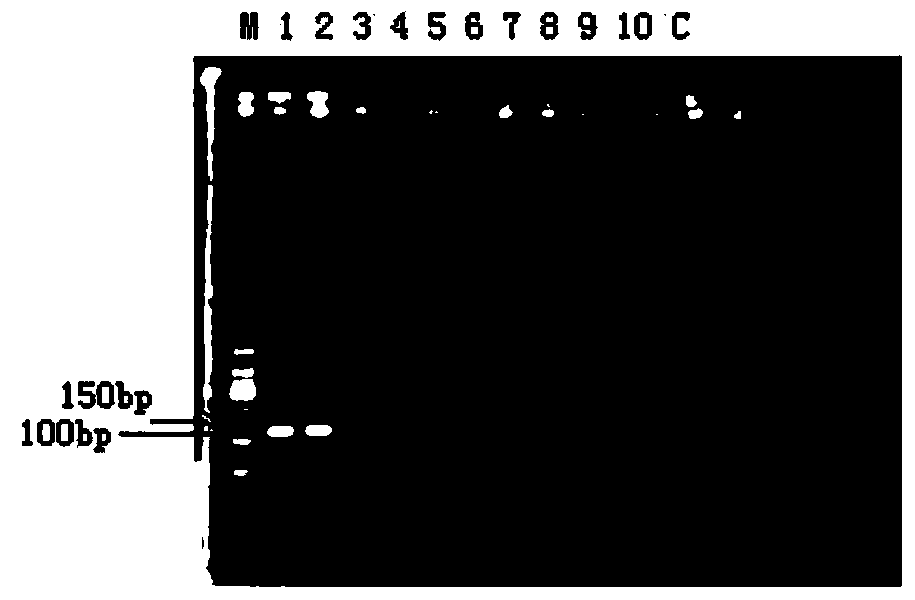 Composition and method for detecting drug resistance of staphylococcus aureus