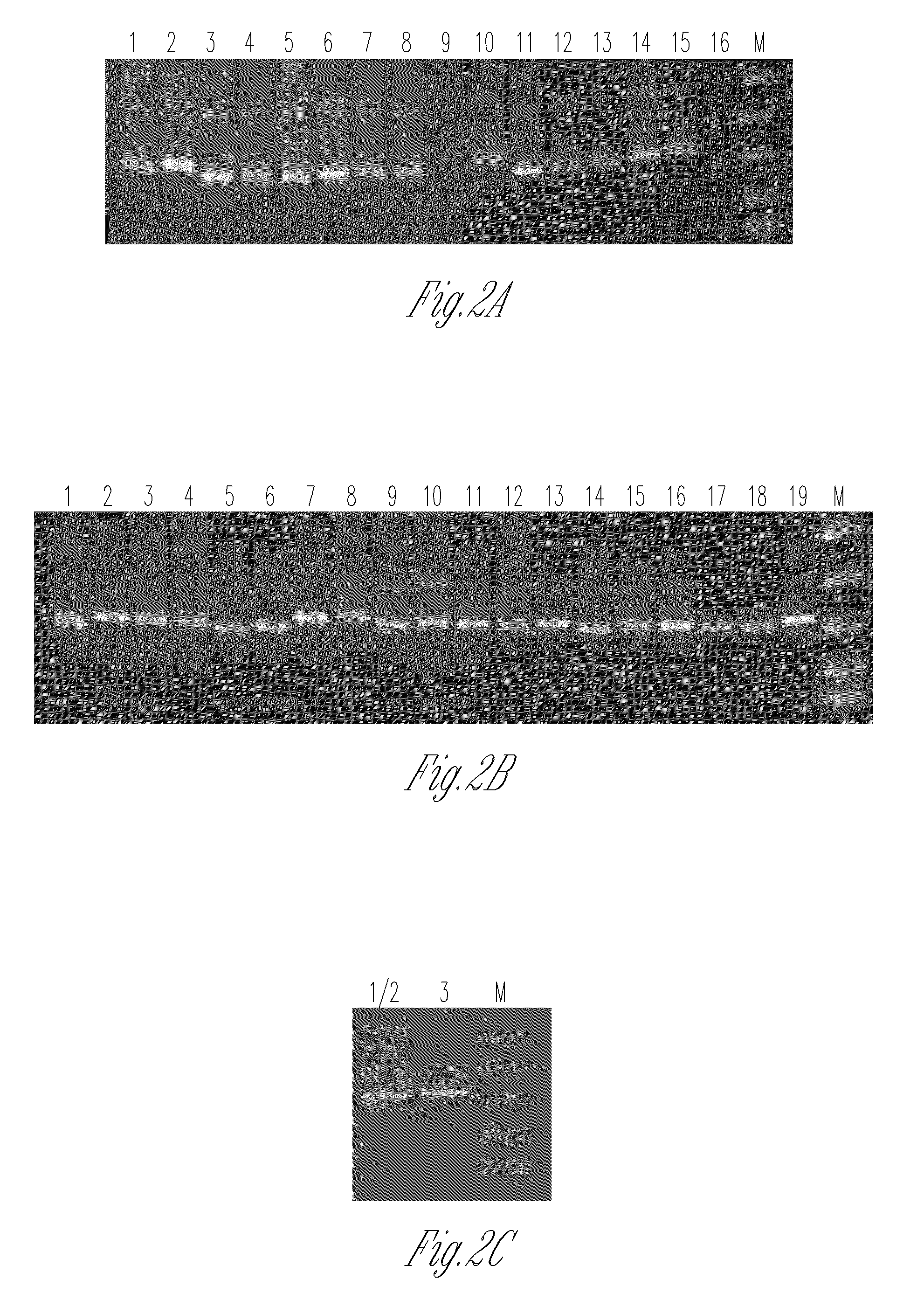 Ig genes specific oligonucleotides and uses thereof