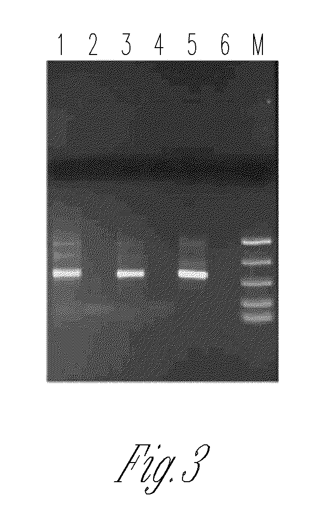 Ig genes specific oligonucleotides and uses thereof