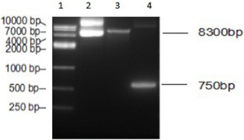 T lymphocyte modified by Trop2 chimeric antigen receptor and application thereof