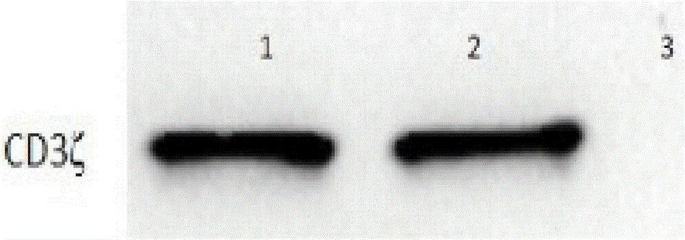 T lymphocyte modified by Trop2 chimeric antigen receptor and application thereof