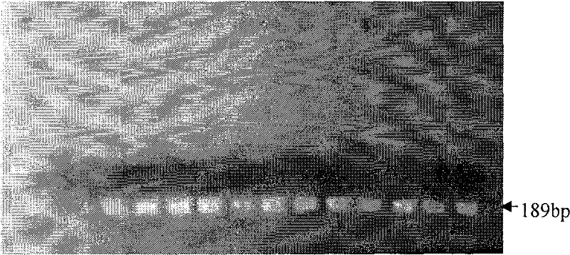 RNA (Ribonucleic Acid) interference carriers of RSV (Rice Stripe Virus) and RBSDV (Rice Black-Streaked Dwarf Virus) as well as construction method and application thereof