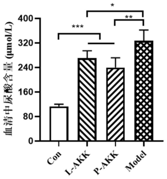 Application of ackermania muciniphila in relieving hyperuricemia