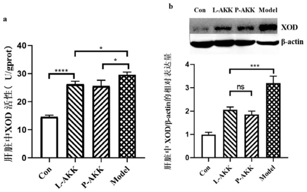 Application of ackermania muciniphila in relieving hyperuricemia