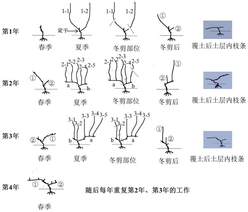 A new grape tree shape suitable for mechanized burial and cold protection