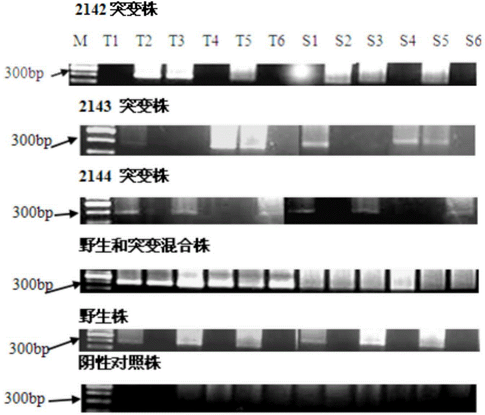 Method and detection kit for detecting helicobacter pylori drug resistance gene