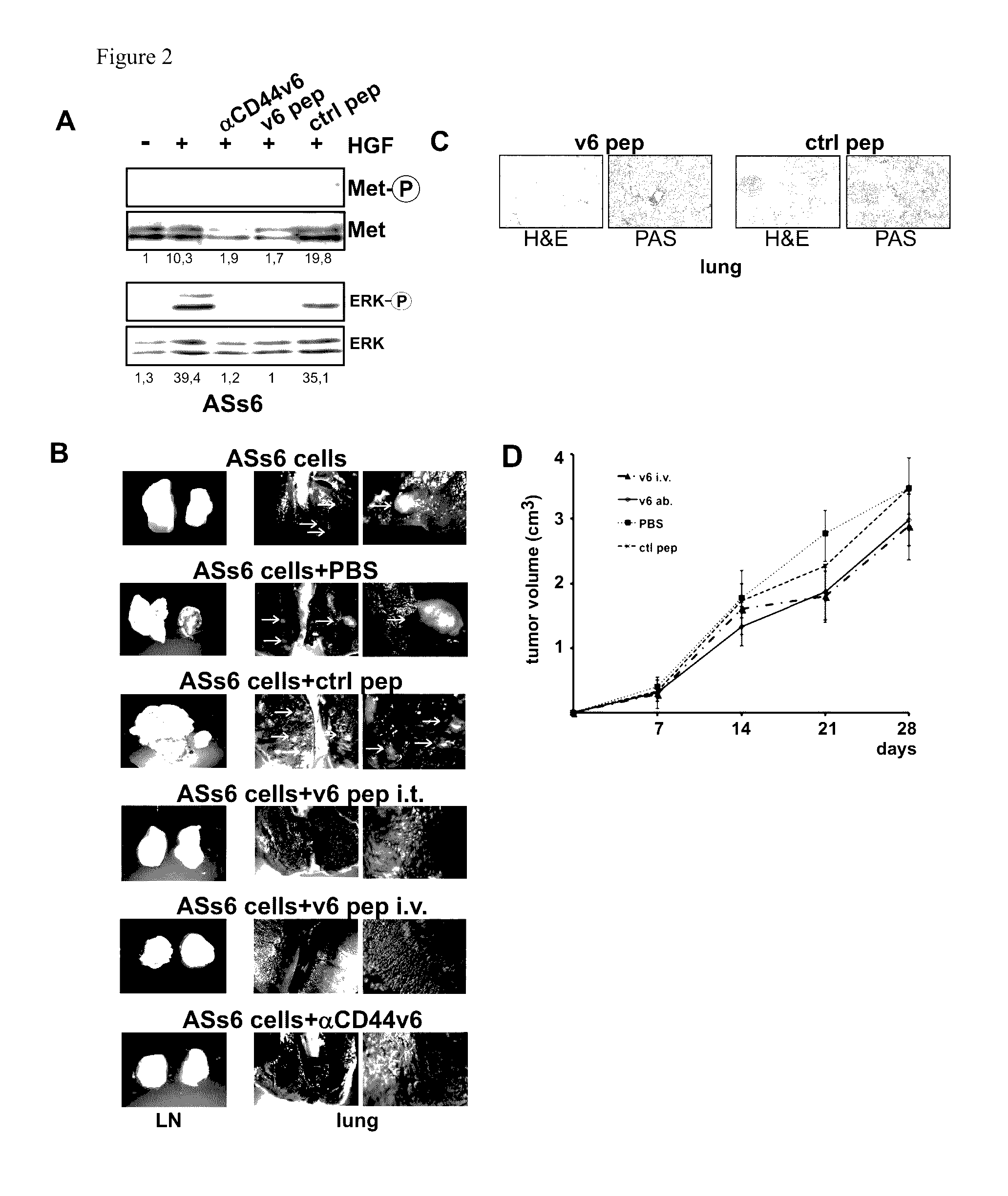 CD44v6-derived peptides for treating pancreatic cancer