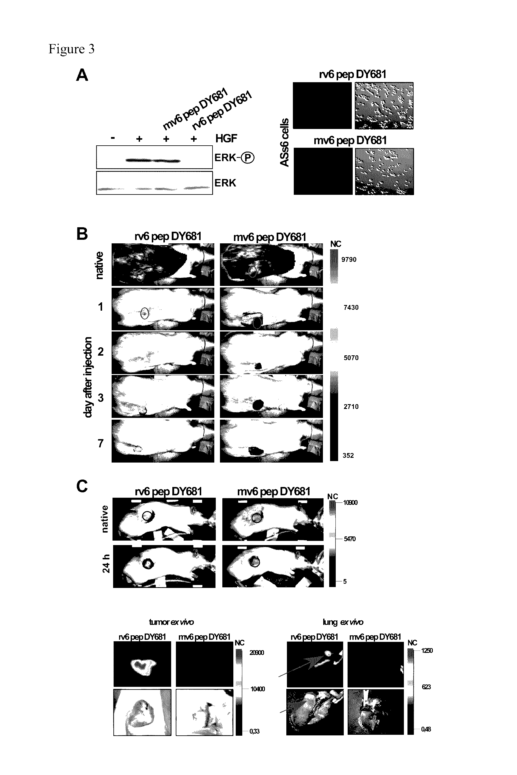 CD44v6-derived peptides for treating pancreatic cancer