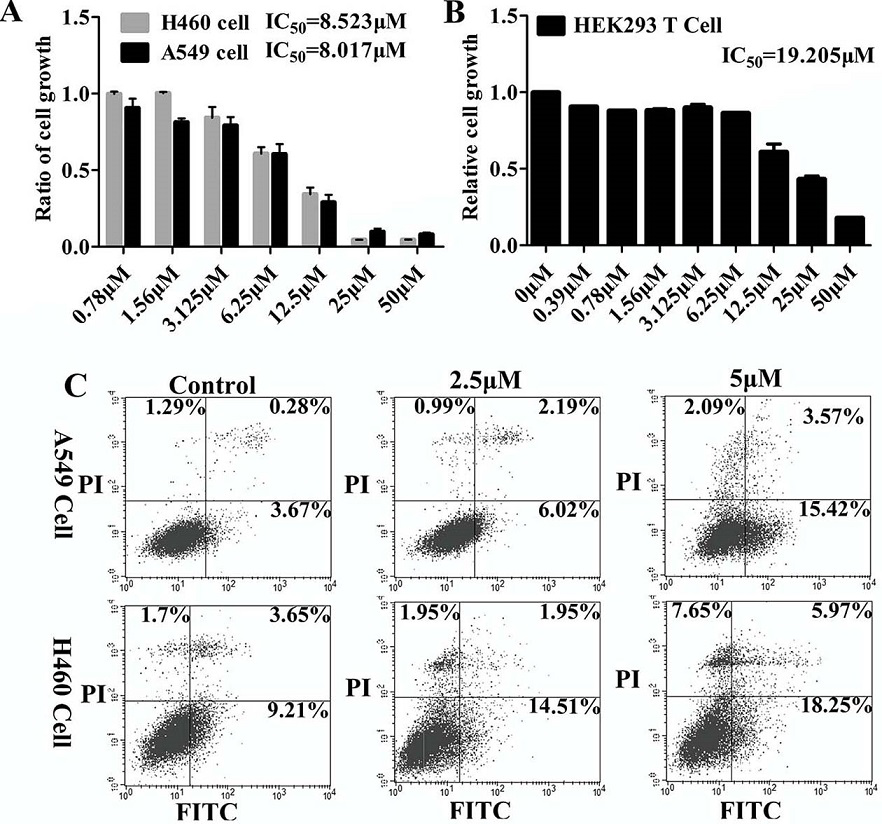 Application of a spider cytotoxic active peptide in the research and development of antitumor drugs