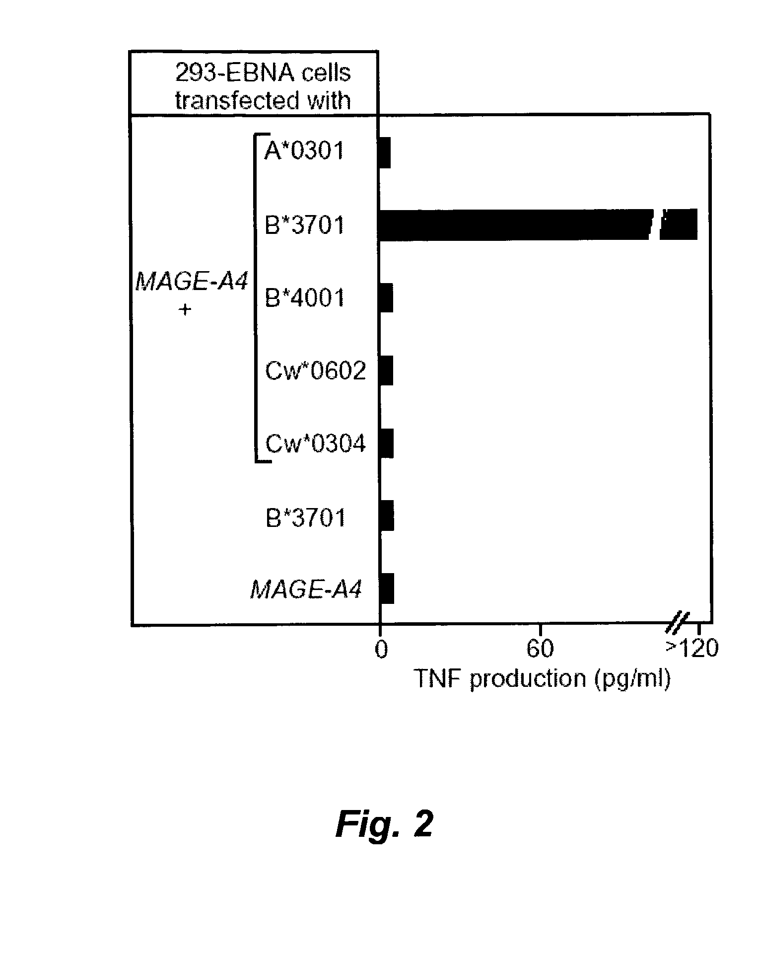 MAGE-A4 antigenic peptides and uses thereof