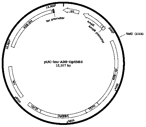 Recombinant Yarrowia lipolytica to produce (-)-alpha-bisabolol and construction method and application thereof