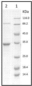 Halogenase for catalyzing formation of C-F and C-Cl bonds