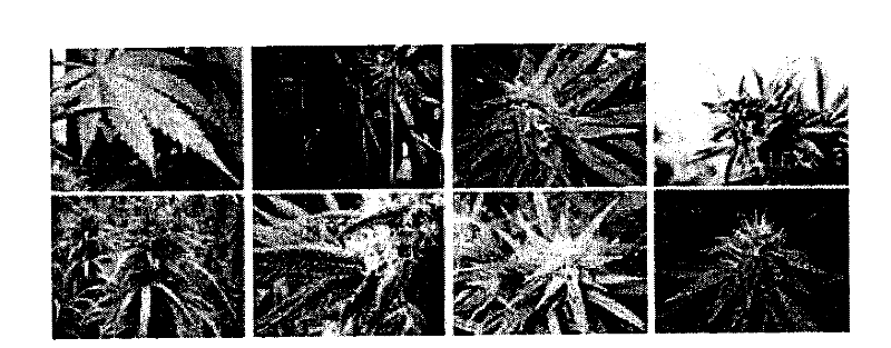 Method for filtering internet hemp image