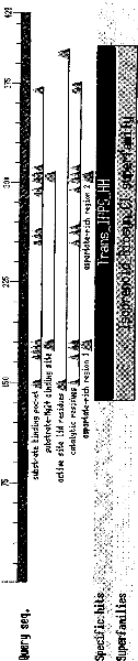 Jatropha curcas phytoene synthetase gene sequence and application thereof in plants