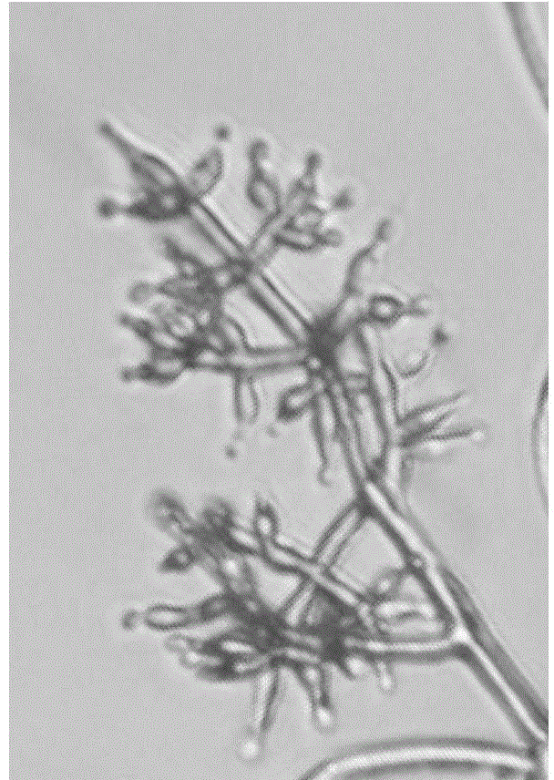 Trichoderma harzianum and applications thereof in preventing and controlling turfgrass brown patch disease