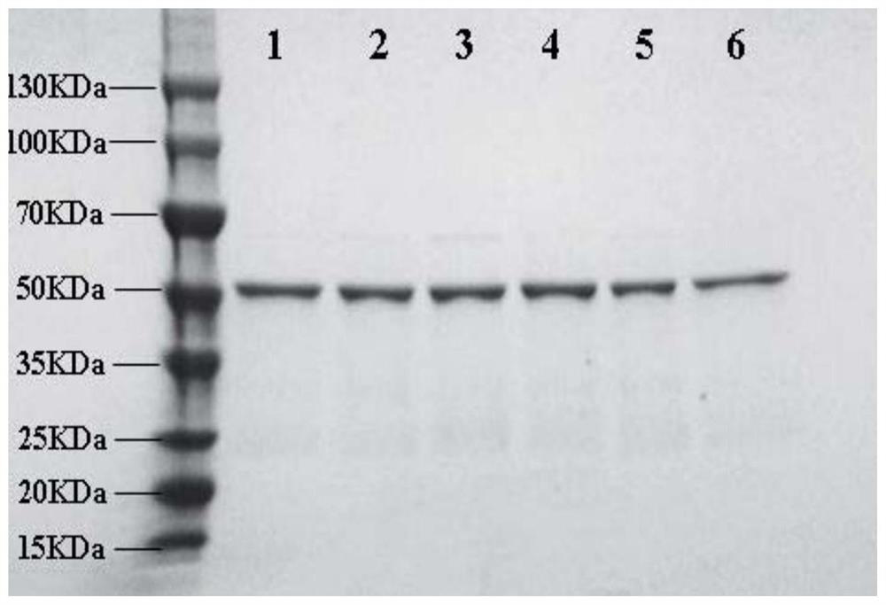 Isoeugenol monooxygenase mutant with high thermal stability and high activity and application of isoeugenol monooxygenase mutant