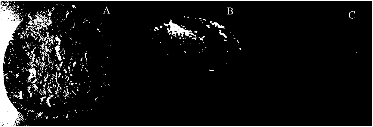 Preparation method of oily paste forming body used for preparing pasty XHBNI-5 nickel-based brazing filler metal