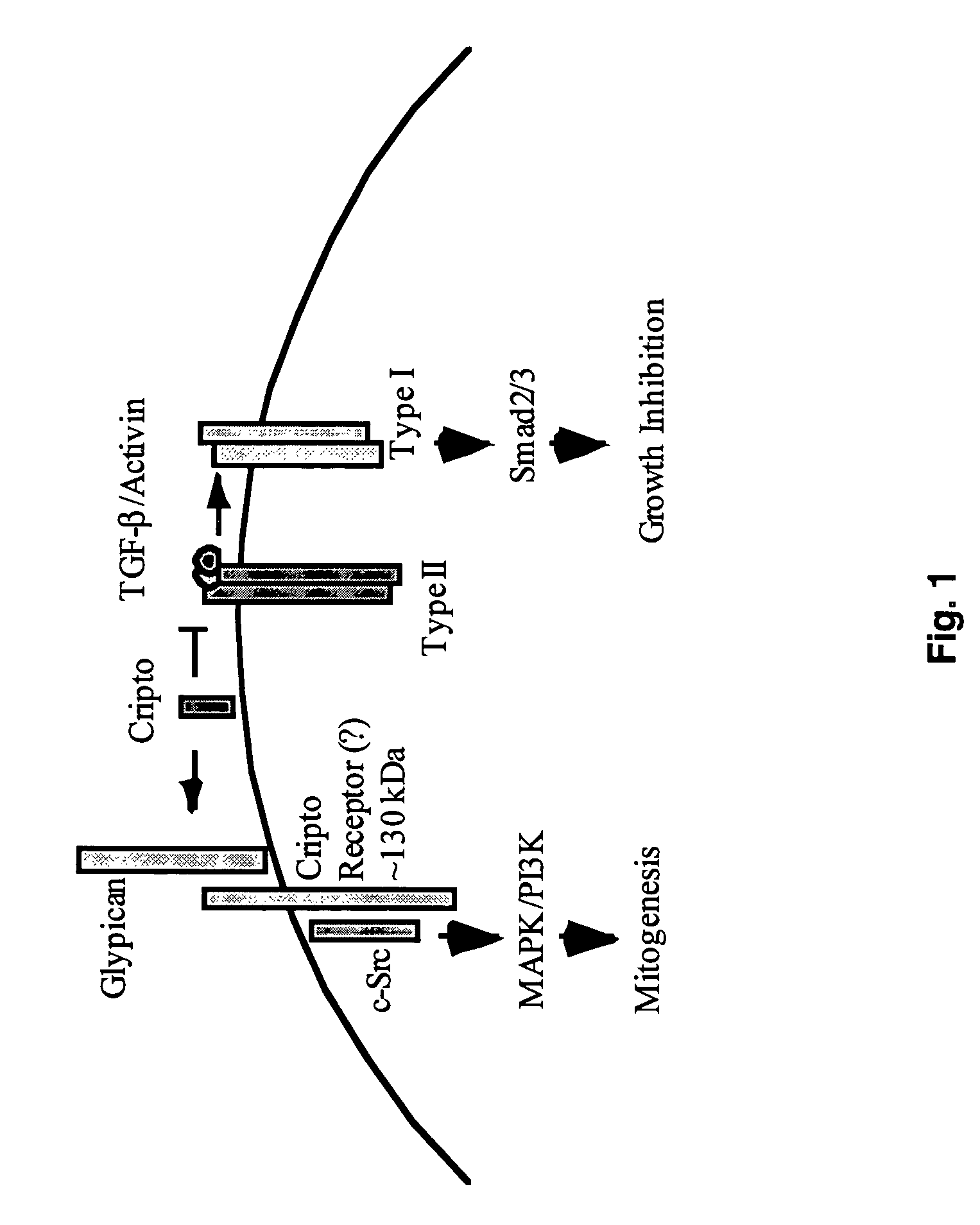 Cripto antagonism of activin and TGF-b signaling